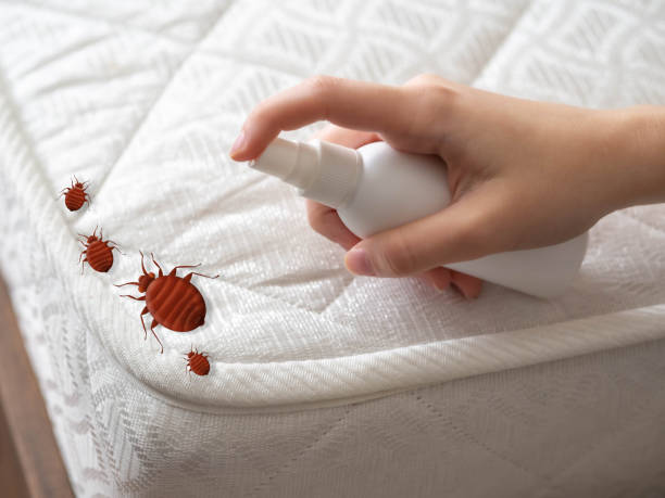 Best Insect Control  in Atwood, KS